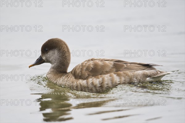 Red-crested pochard