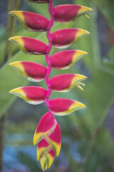 False bird-of-paradise