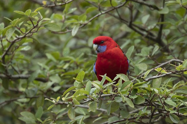 Blue-cheeked rosella