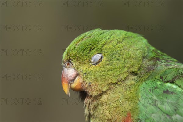 Australian King Parrot