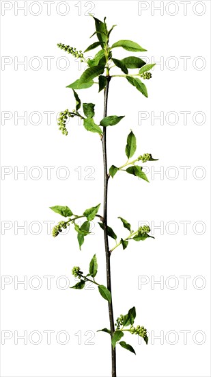 Bare rock pear