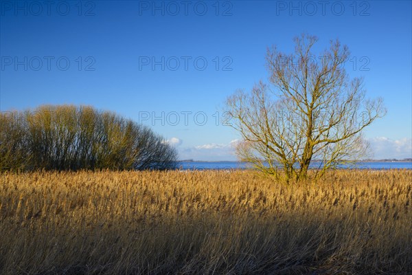 Winter landscape on the shore of Lake Duemmer