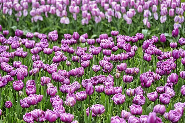 Purple tulips