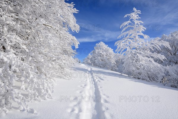 Snowy winter landscape with snowshoe trail