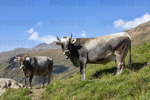 Cows on the alpine pasture in Rofental