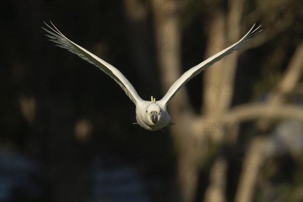 Sulphur-crested cockatoo