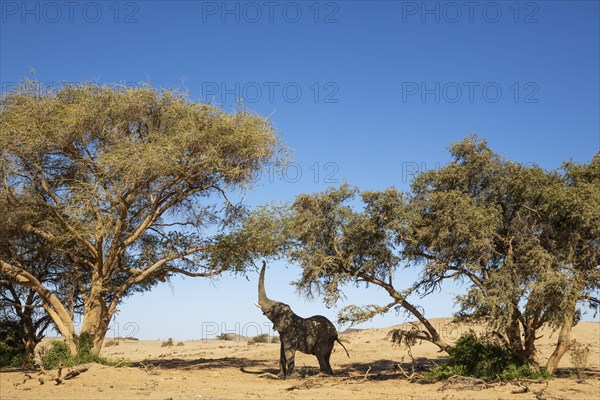 African Elephant