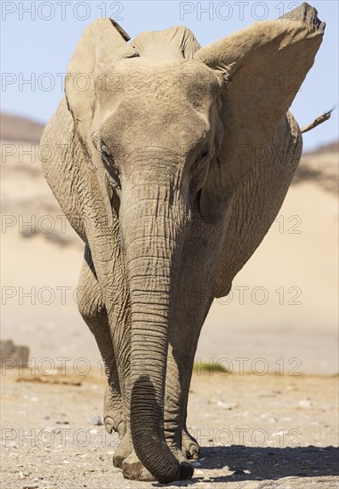 African Elephant