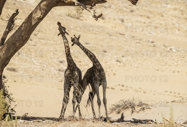 Angolan Giraffe