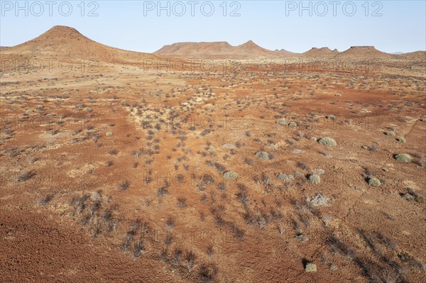 Arid land after years of drought planted with poisonous and resistant Damara milkbush
