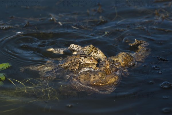 Common toad