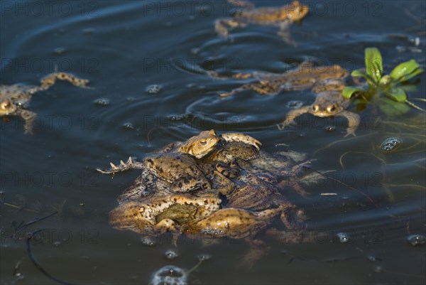 Common toad