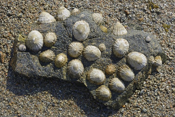 Common limpet