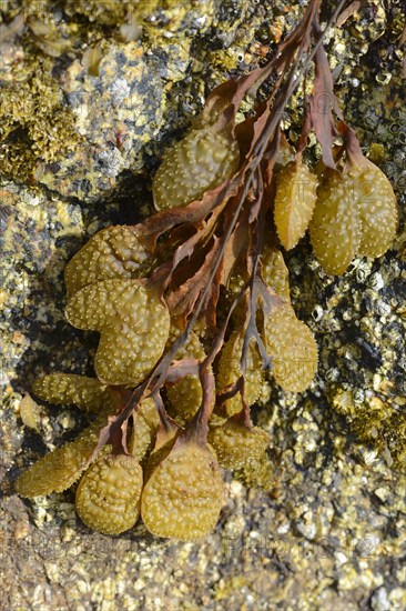 Spiral wrack