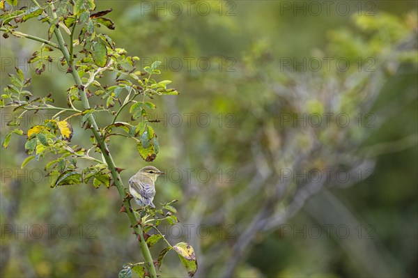 Willow warbler