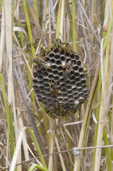 French field wasps