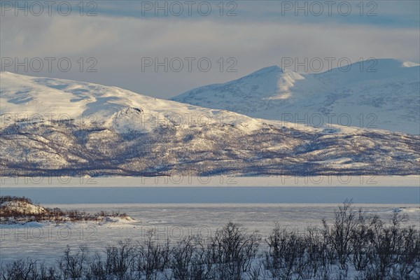 Snowy landscape and birch trees