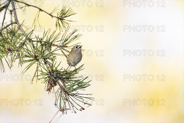 Goldcrest