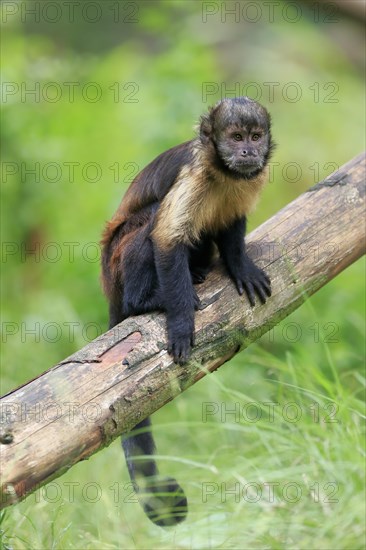 Golden-bellied capuchin