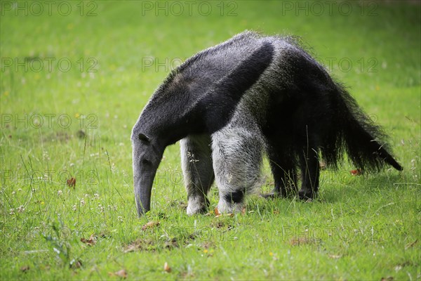 Giant anteater