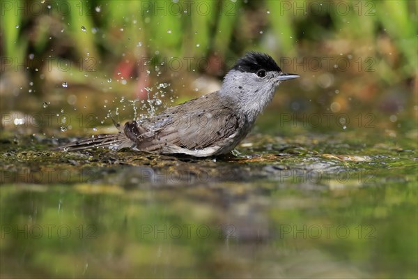 Blackcap