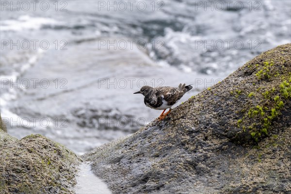 Ruddy turnstone