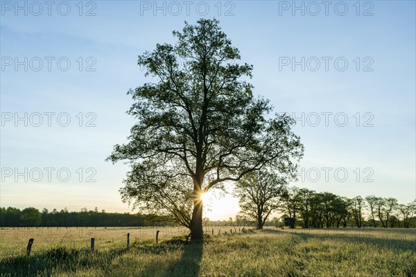 Black alder