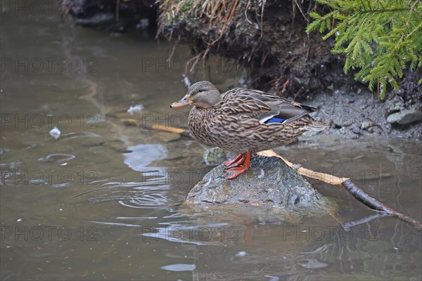 Mallard