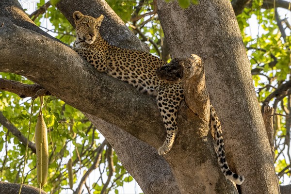 African leopard