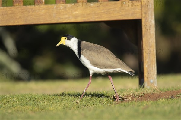 Masked lapwing