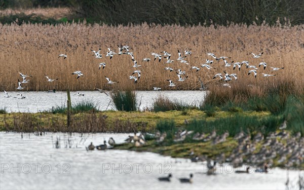 Pied Avocets and Eurasian Wigeons in a flight over Marshland