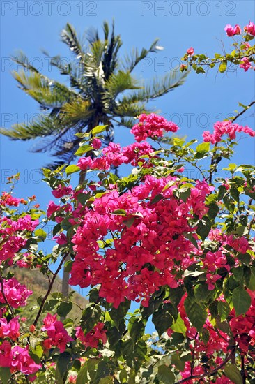 Bougainvillea