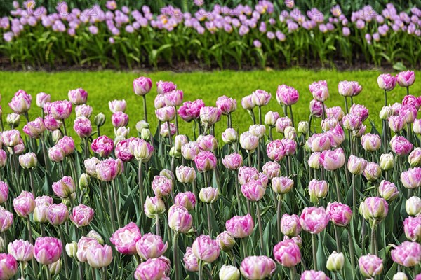 Pink tulips