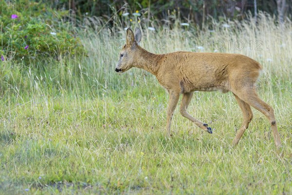 Roe Deer