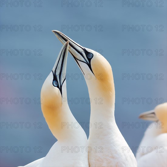 Northern gannet