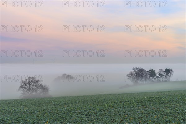 Countryside at Dawn with Morning Mist