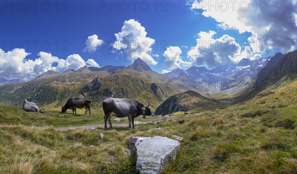 Alpine pasture farming