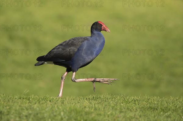 Australasian swamphen