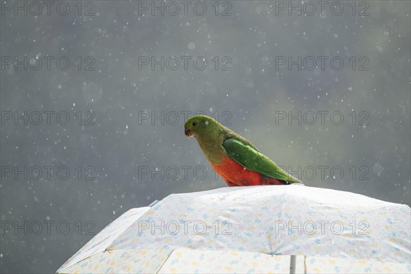 Australian king parrot