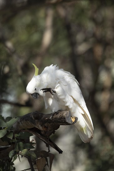 Sulphur-crested cockatoo