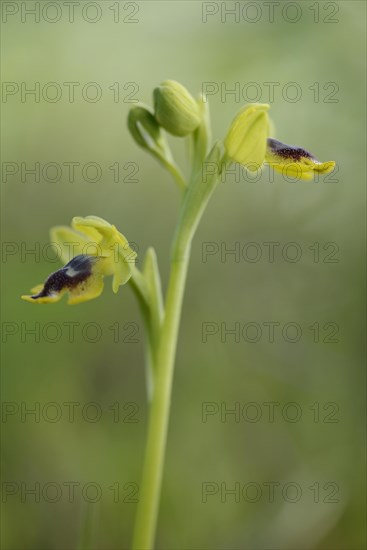 Yellow ophrys