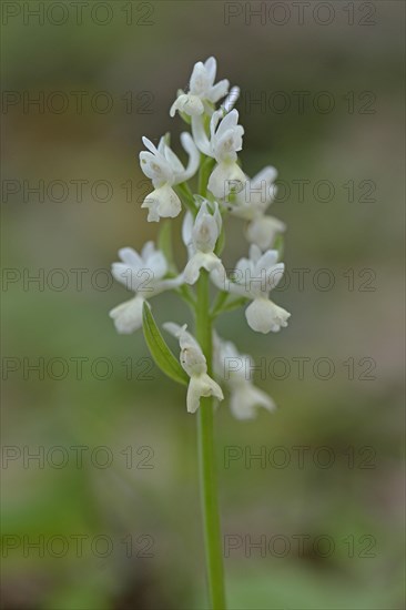 Roman dactylorhiza