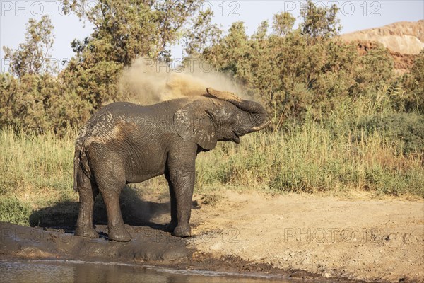 African Elephant