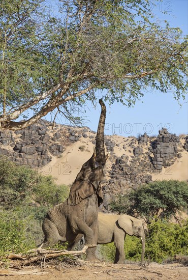 African Elephant