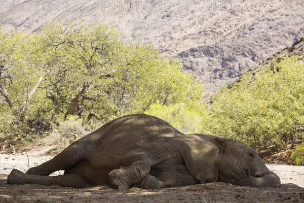 African Elephant