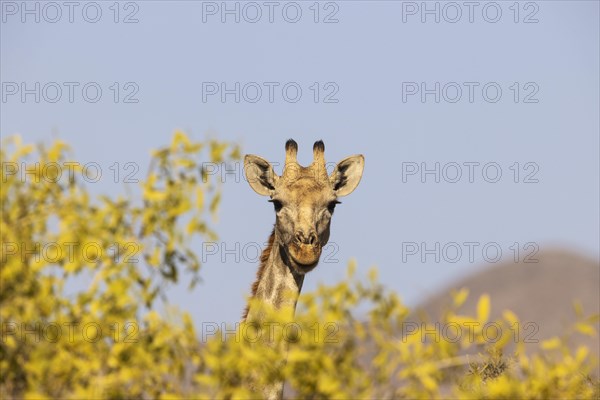 Angolan Giraffe