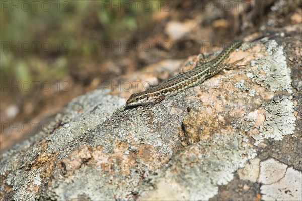 Tyrrhenian wall lizard