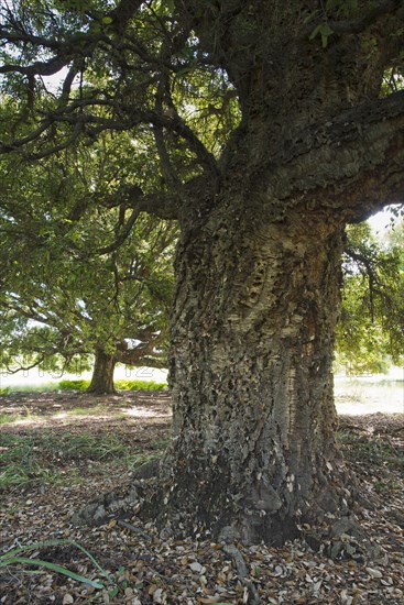 Cork oak