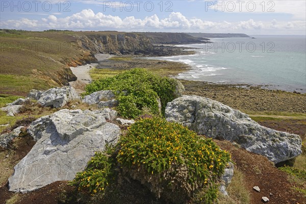 Common gorse