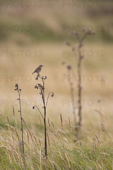 Whinchat